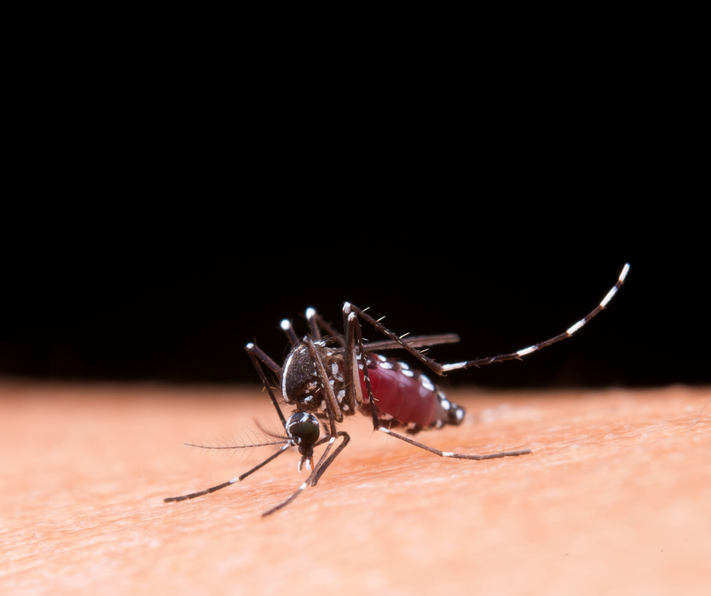 Why some people are mosquito magnets